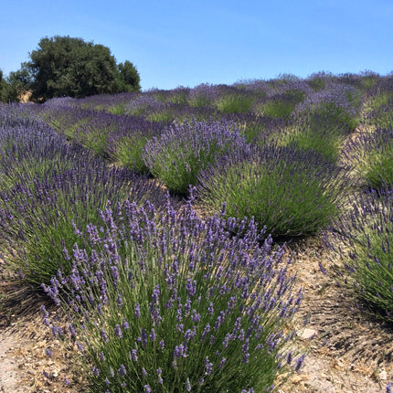 (Certified Organic)™ Lavender Sachet