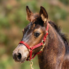 Red / Miniature Horse