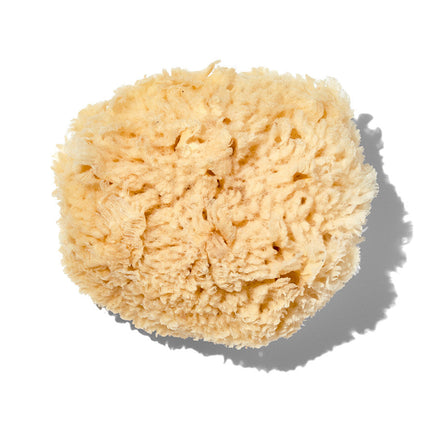 Natural "Wool" 5-6" Sea Sponge