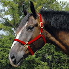 Red / Arabian