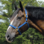 Royal Blue / Arabian