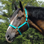Turquoise / Arabian