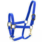Royal Blue / Yearling