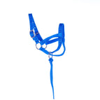 Royal Blue / Yearling