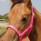 Hot Pink / Foal (Up to 200 lbs)
