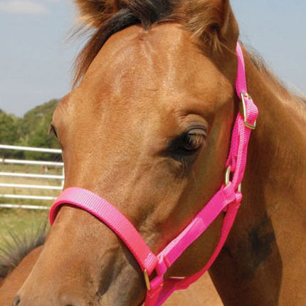 Jeffers Nylon Foal & Pony Halter