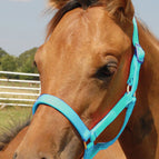 Turquoise / Foal (Up to 200 lbs)