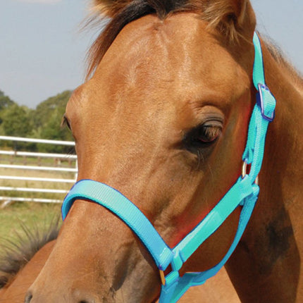 Jeffers Nylon Foal & Pony Halter