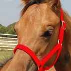 Red / Foal (Up to 200 lbs)