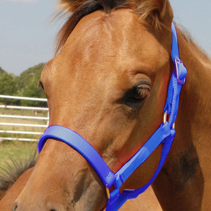 Jeffers Nylon Foal & Pony Halter