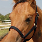 Black / Foal (Up to 200 lbs)