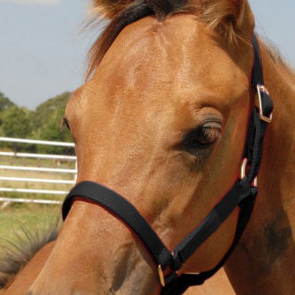 Jeffers Nylon Foal & Pony Halter