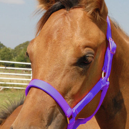 Jeffers Nylon Foal & Pony Halter