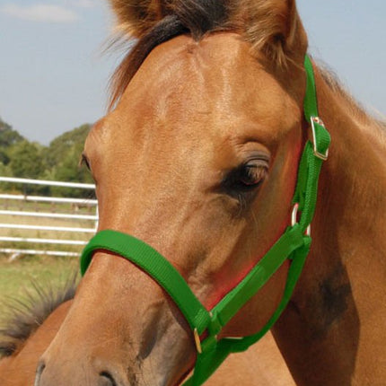 Jeffers Nylon Foal & Pony Halter