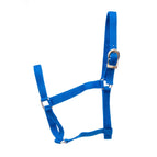 Royal Blue / Yearling (400-600 lbs)