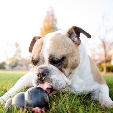 KONG Extreme Treat-Stuffing Dog Toy for Power Chewers