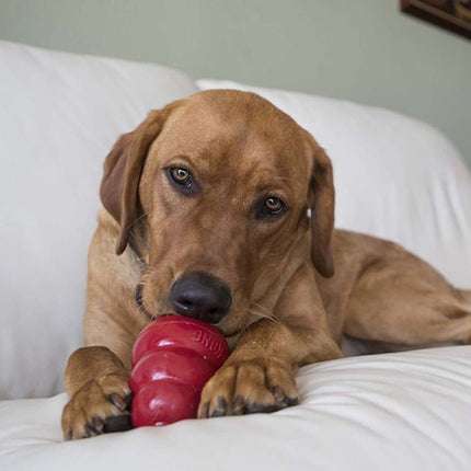 KONG Holiday Easy Treat® Turkey & Sweet Potato – Stuffable Dog Treat, Low-Calorie, Perfect for KONG Toys