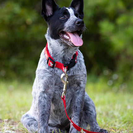 Jeffers Reflective Hound Series Nylon Dog Leash